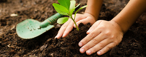 Herb Cultivation